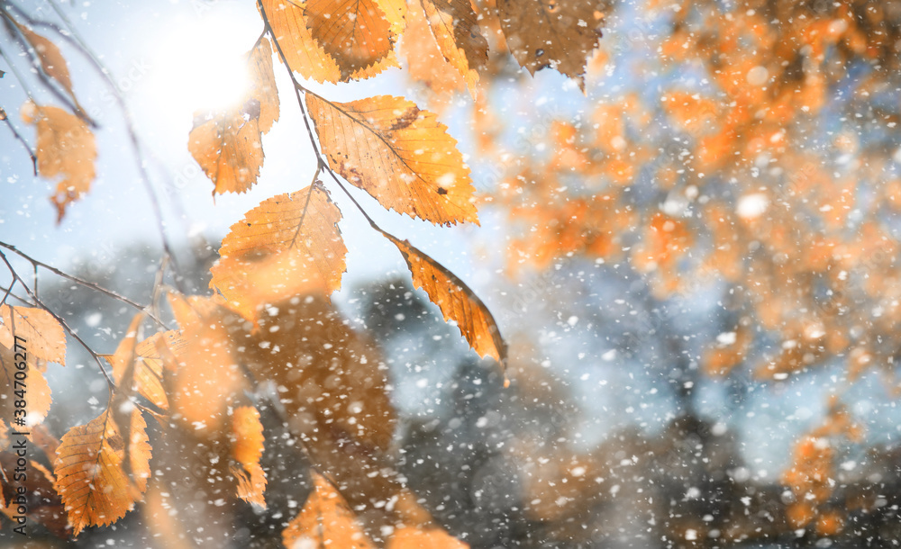 Autumn park in the first snow Autumn park in the first snow