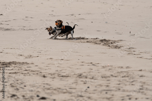 Jack Russell Terriers chasing each other while playing at the beach