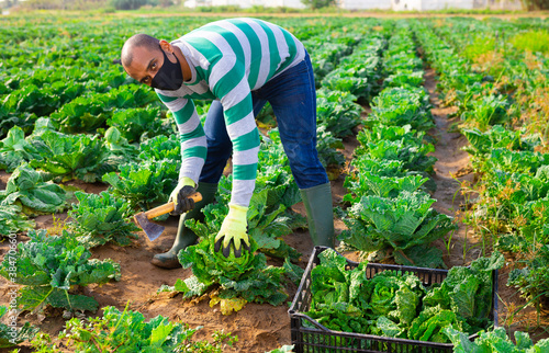 Portrait of hispanic horticulturist wearing medical face mask harvesting savoy cabbage in farm field. Concept of work in context of coronavirus pandemic