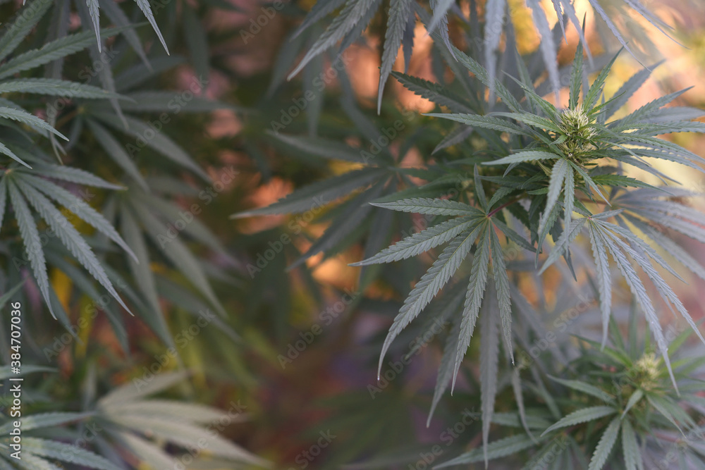 Natural background with green leaves of CBD in outdoor cultivation and defocusing. Natural background with green leaves of CBD in outdoor cultivation and defocusing.