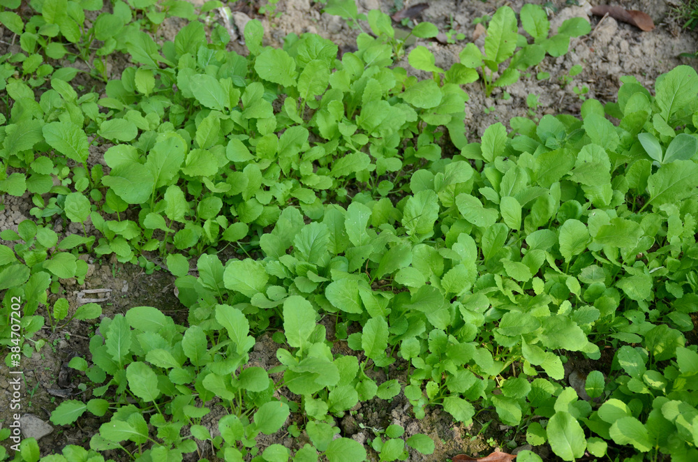 bunch the small ripe green spinach plant seedlings in the garden. bunch the small ripe green spinach plant seedlings in the garden.