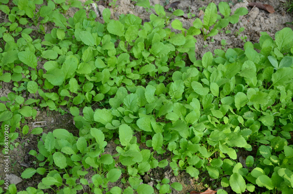 bunch the small ripe green spinach plant seedlings in the garden.