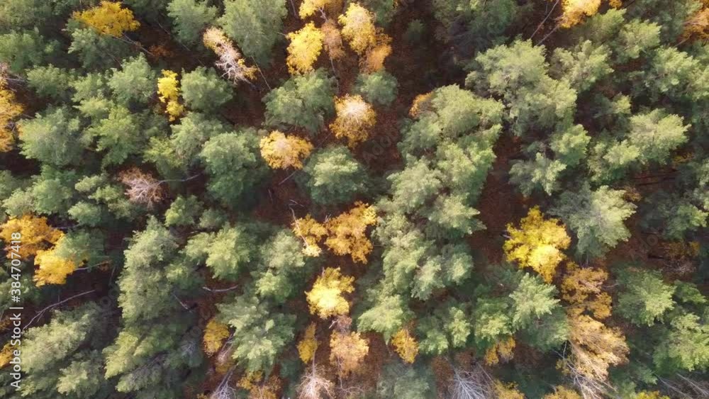 forest reserve from a height from a drone. Coniferous and deciduous forest from the quadcopter
forest reserve from a height from a drone. Coniferous and deciduous forest from the quadcopter