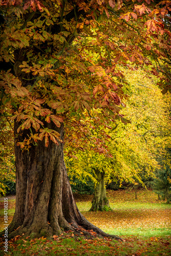Autumnal trees on the Waddesdon Manor estate.