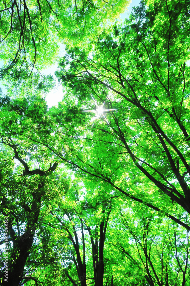 Obraz premium 新緑