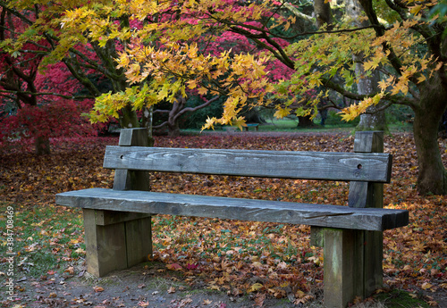 An Empty Bench At Westonbirt Arbotetum In The Autumn