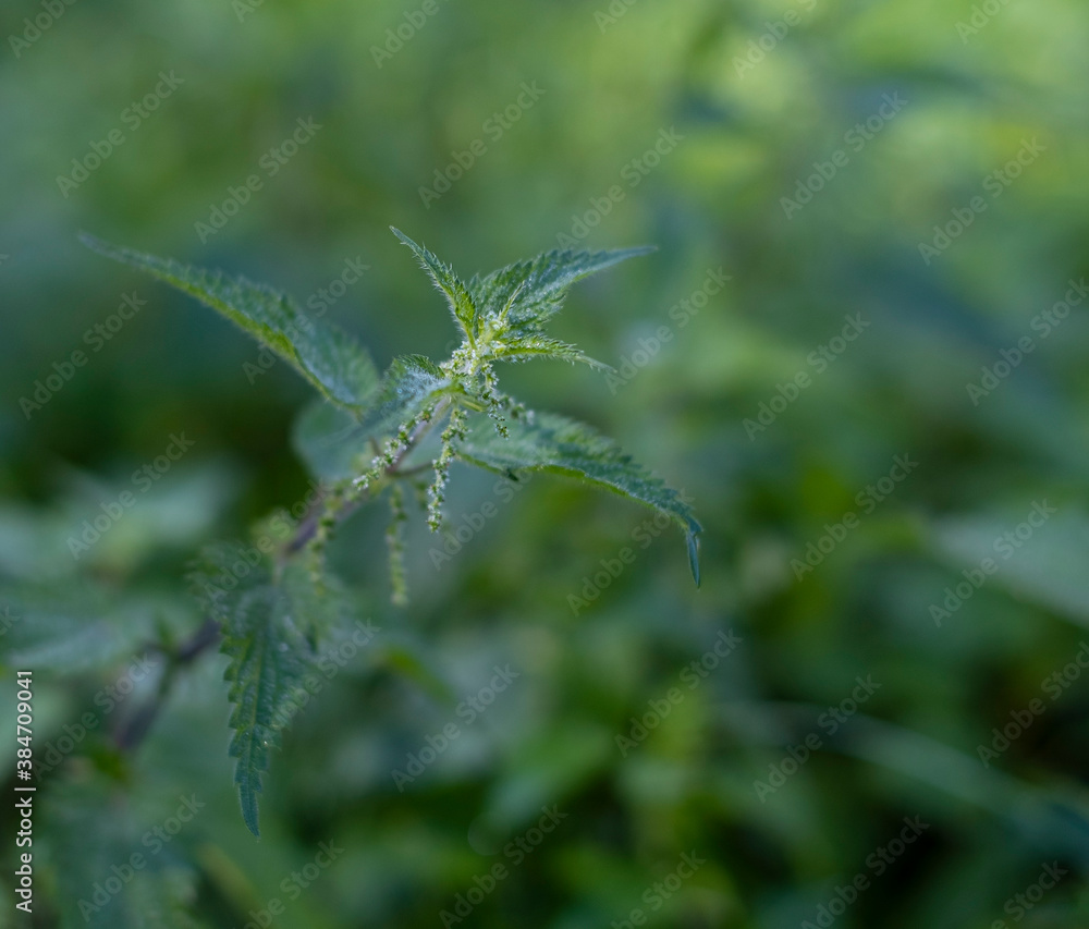 close up of hemp