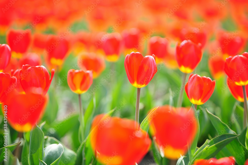 Obraz premium チューリップ