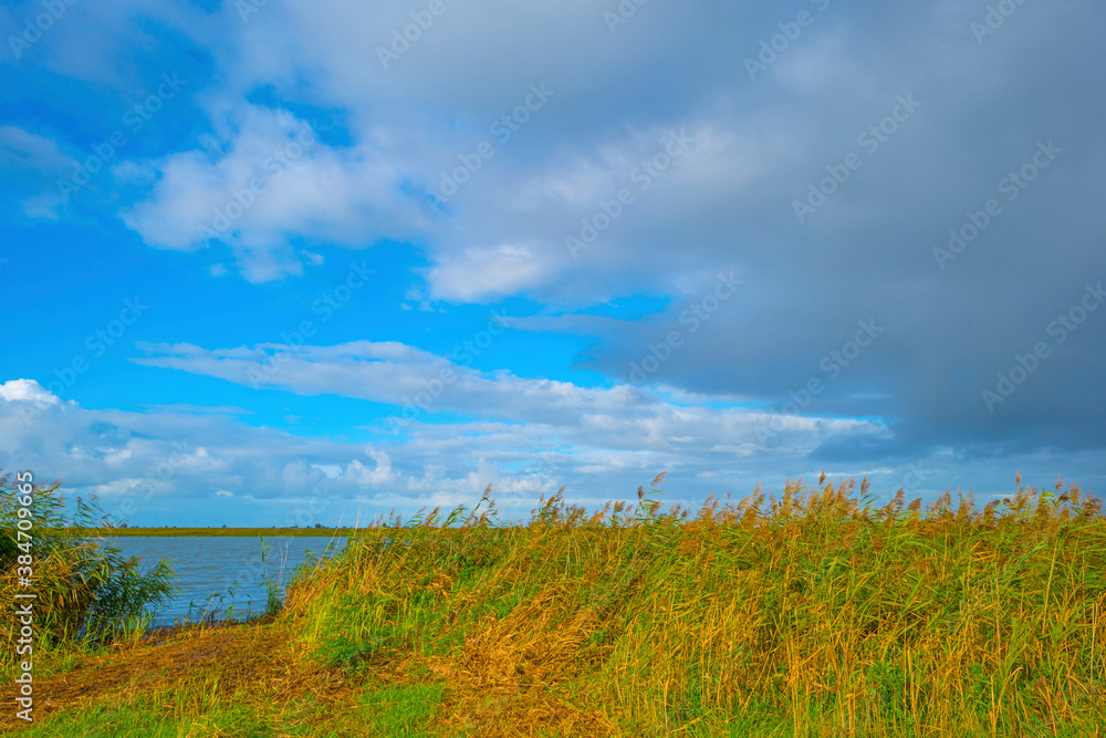 The edge of a lake in a green windy wetland in bright sunlight under a blue white csky in autumn, Almere, Flevoland, The Netherlands, October 11, 2020