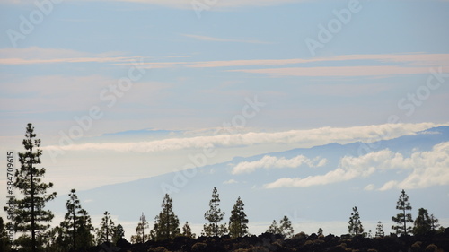 clouds and tree tops