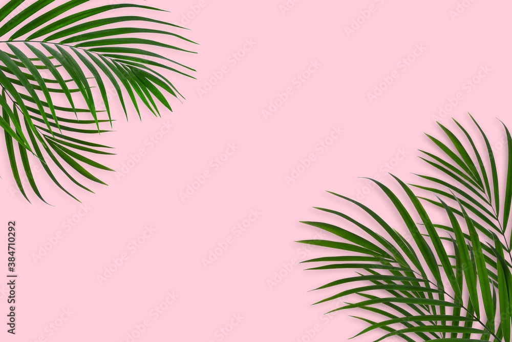 top view of tropical palm leaf on pink color background. minimal summer concept. flat lay