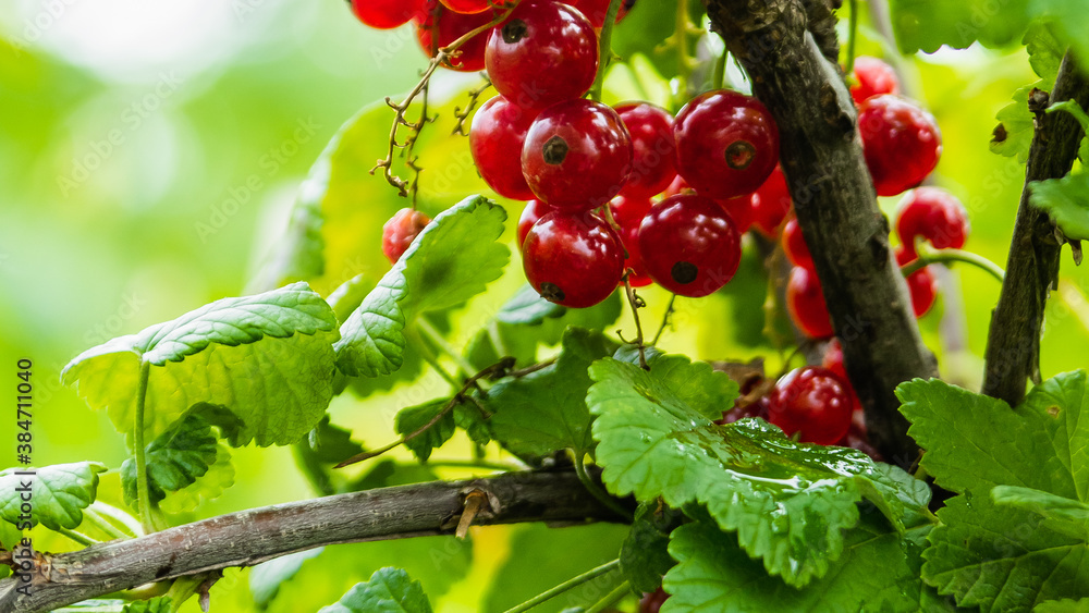 Ripe red currant berry on a green branch. Close-up. Ripe red currant berry on a green branch. Close-up.