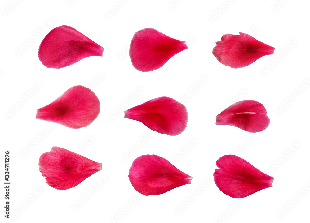 Set of 9 hot pink rose, peony or tulip petals. Texture or pattern of three rows of flower petals isolated on white background Set of 9 hot pink rose, peony or tulip petals. Texture or pattern of three rows of flower petals isolated on white background
