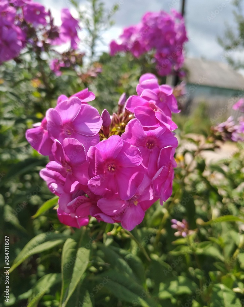 pink roses in garden