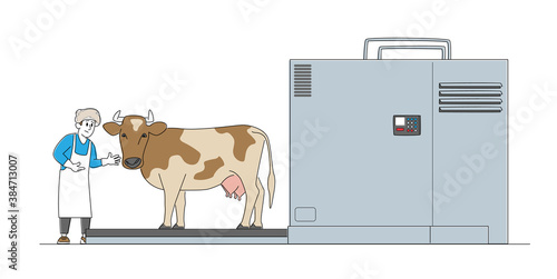 Male Character Work on Meat Factory. Cow Stand on Processing Line before Carcass Cutting and Producing Beef Production