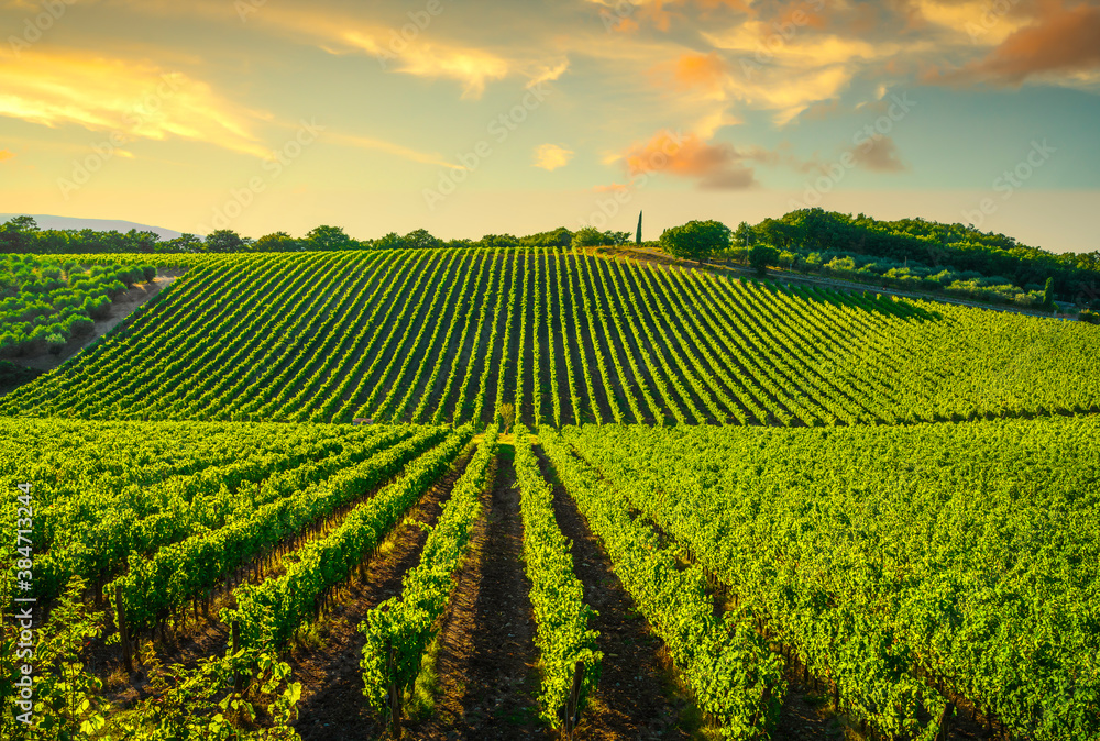 Fototapeta premium Vineyard at sunset. Castellina in Chianti, Tuscany, Italy