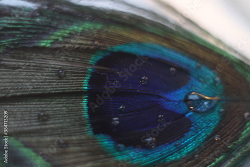 Water droplets on a peacock feather