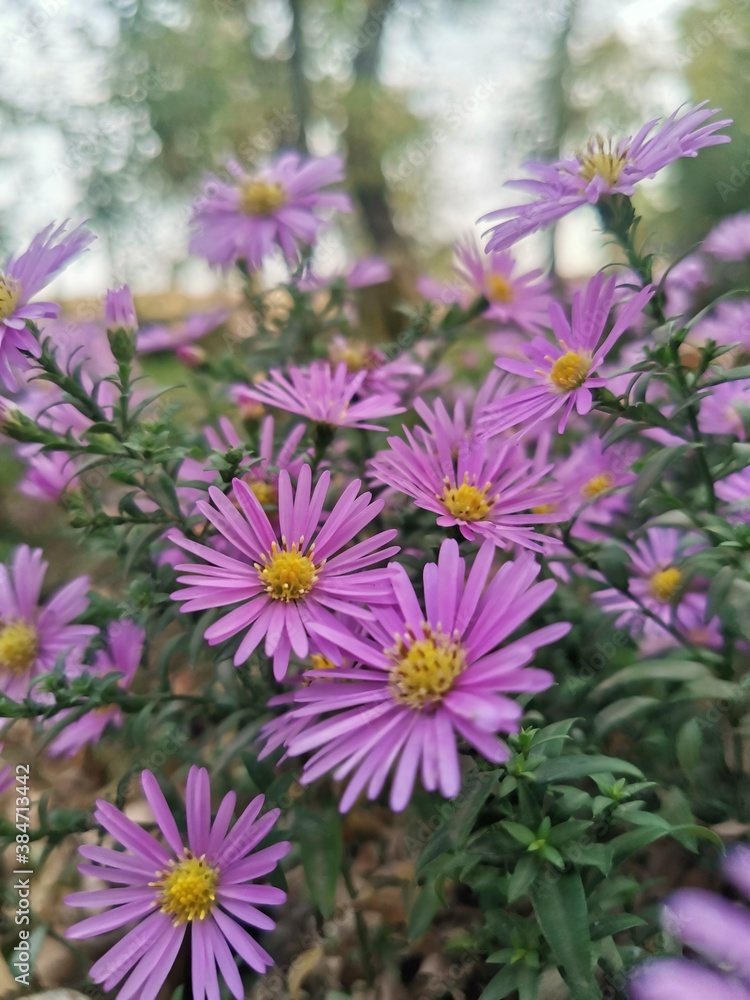 flowers in the garden flowers in the garden