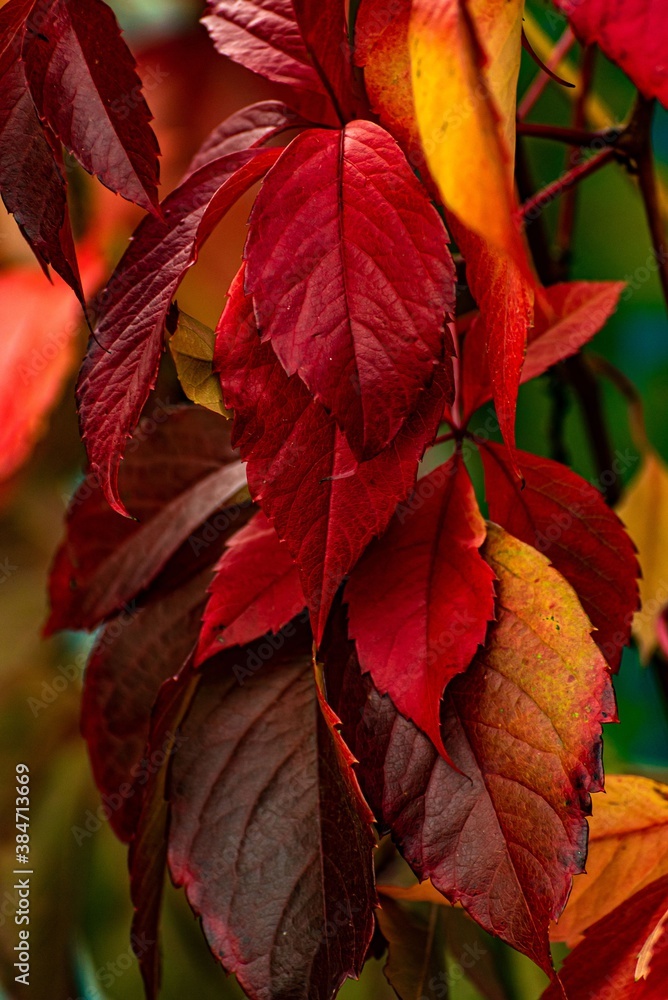 Makro Herbstlaub rot schönheit Makro Herbstlaub rot schönheit
