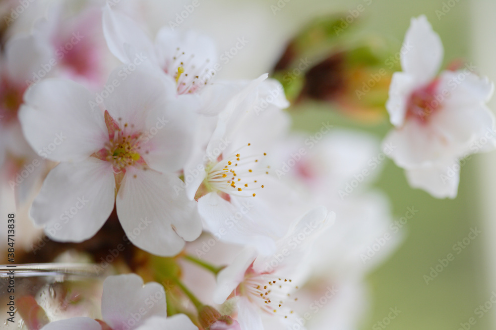 窓辺の桜