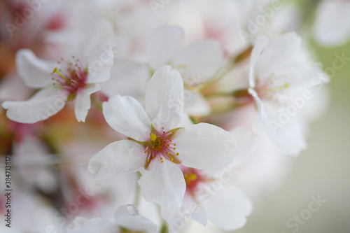 窓辺の桜