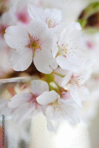 窓辺の桜