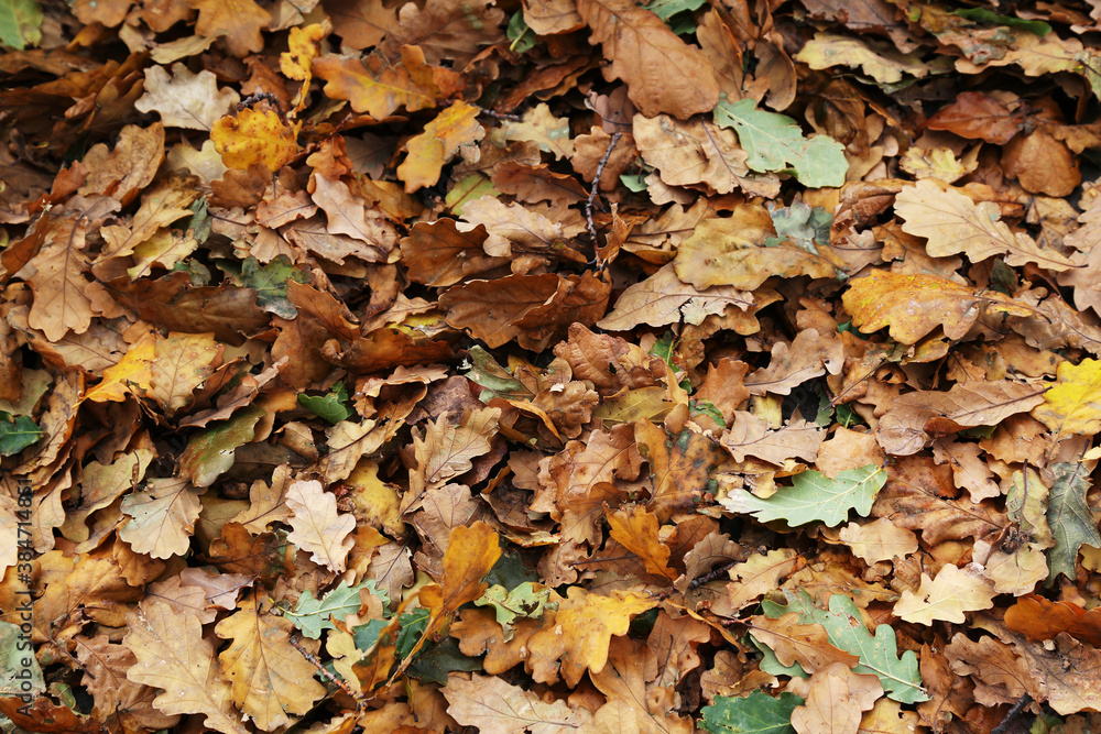 Lying on the ground a carpet of fallen colorful autumn oak leaves Lying on the ground a carpet of fallen colorful autumn oak leaves