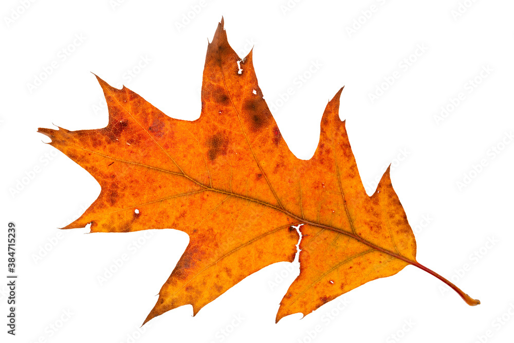 Obraz premium Orange and red maple leaf isolated on white background