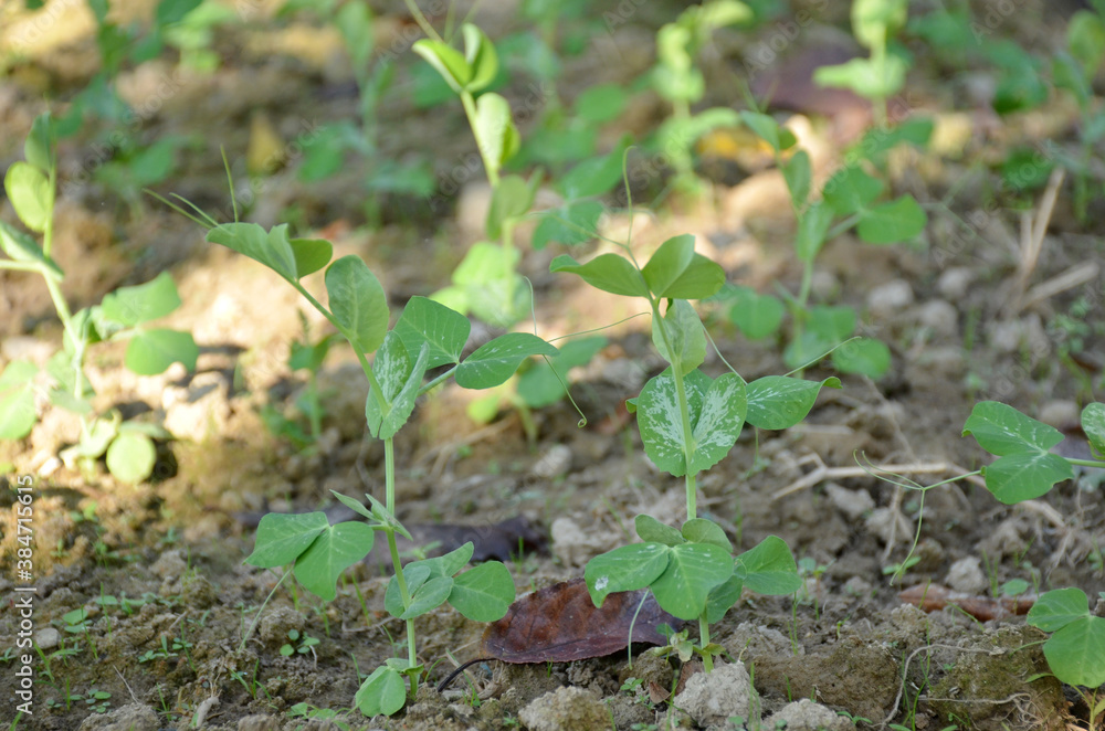 bunch the small ripe green peas plant seedlings in the garden. bunch the small ripe green peas plant seedlings in the garden.