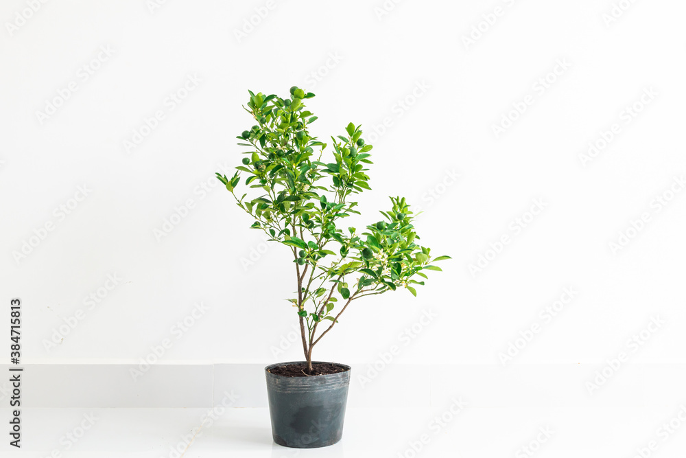 Isolated lime tree in the pot bear fruits and flowers on white background. Isolated lime tree in the pot bear fruits and flowers on white background.