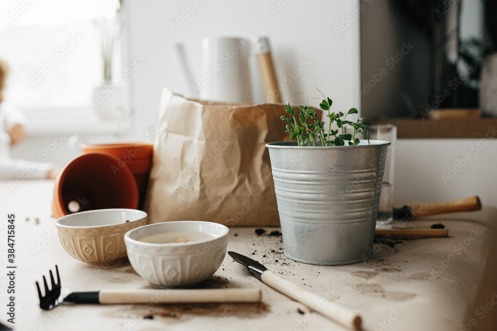 Child learning to grow their own peas at home Child learning to grow their own peas at home