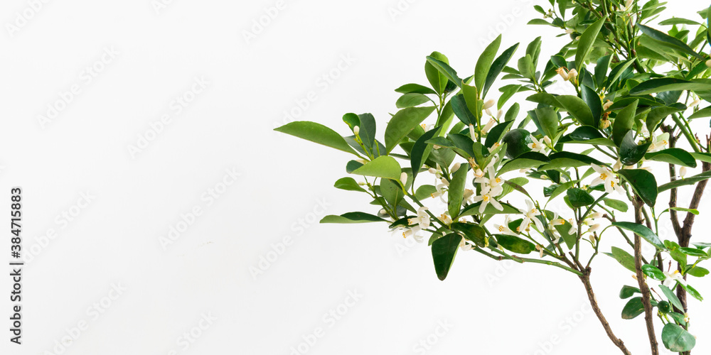 Close up of lime tree with flowers and fruits in the pot. 