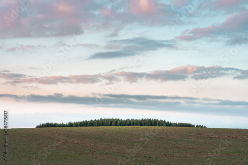 Forest on top of a field on a hill during sunset with colorful clouds. Minimalistic autumn or fall landscape with pastel colors. Large copy space.