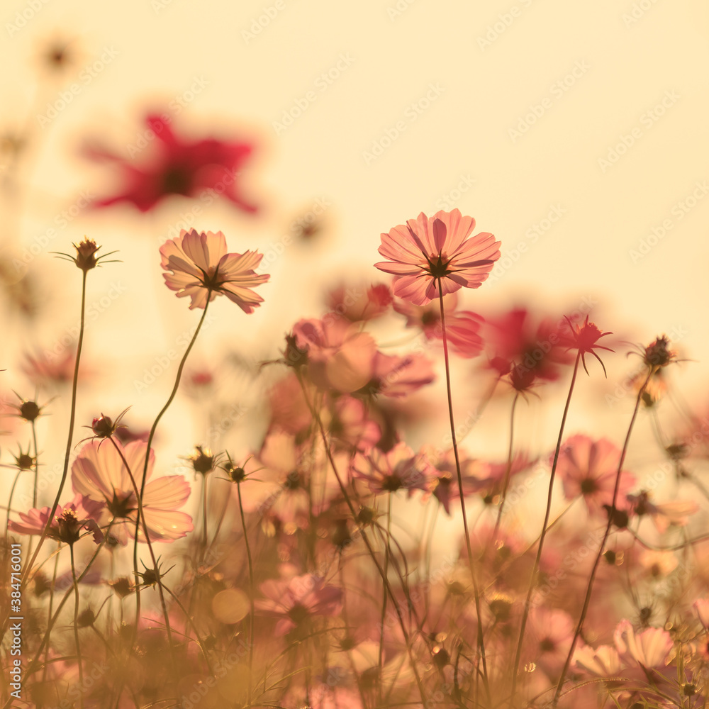 Fototapeta Cosmos - Since it resembles cherry blossoms, it is also called 