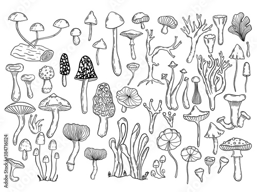 Hand darwn vector fungi clipart. Graphic line work of mushrooms set.  Fungi isolated elements set. Different types of vector mushooms drawing. Isolated vector fungus.