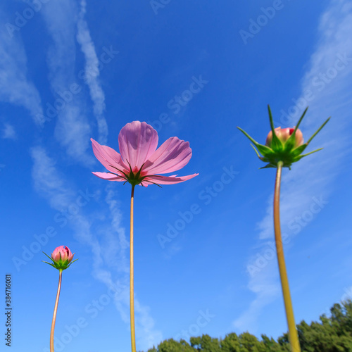 Cosmos - Since it resembles cherry blossoms  it is also called  autumn cherry blossoms  in Japan.