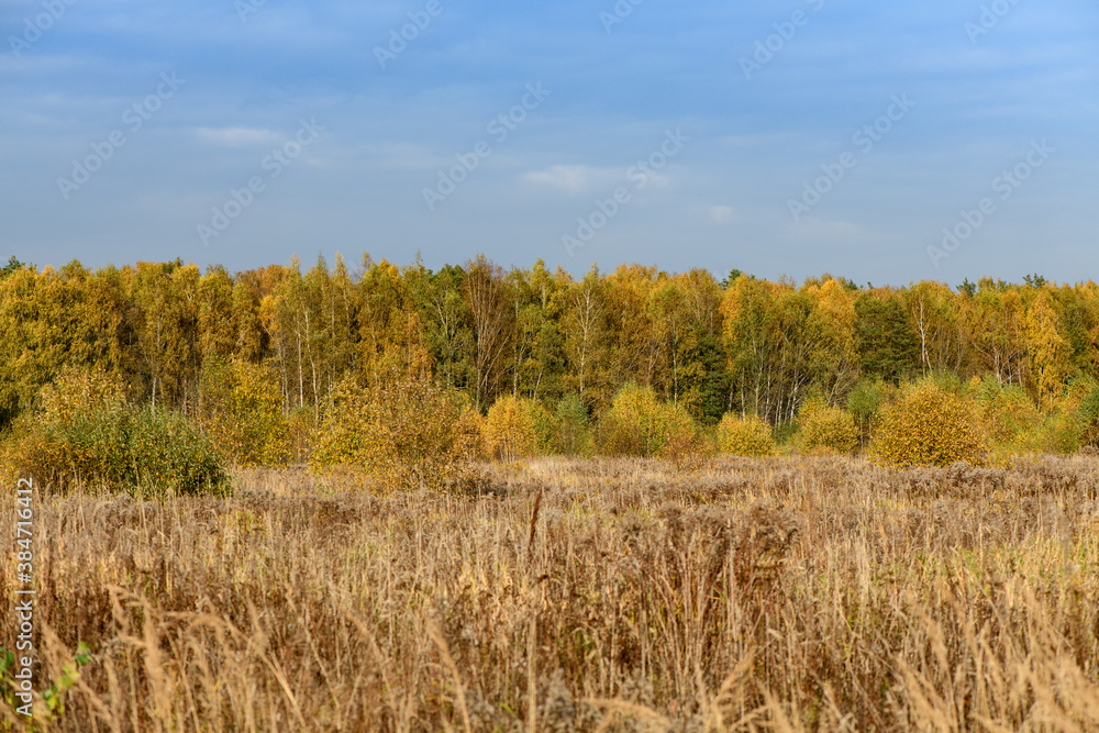 Yellow fall forest in sunny day with blue sky