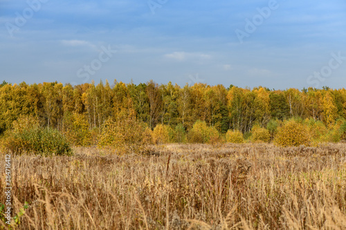 Yellow fall forest in sunny day with blue sky