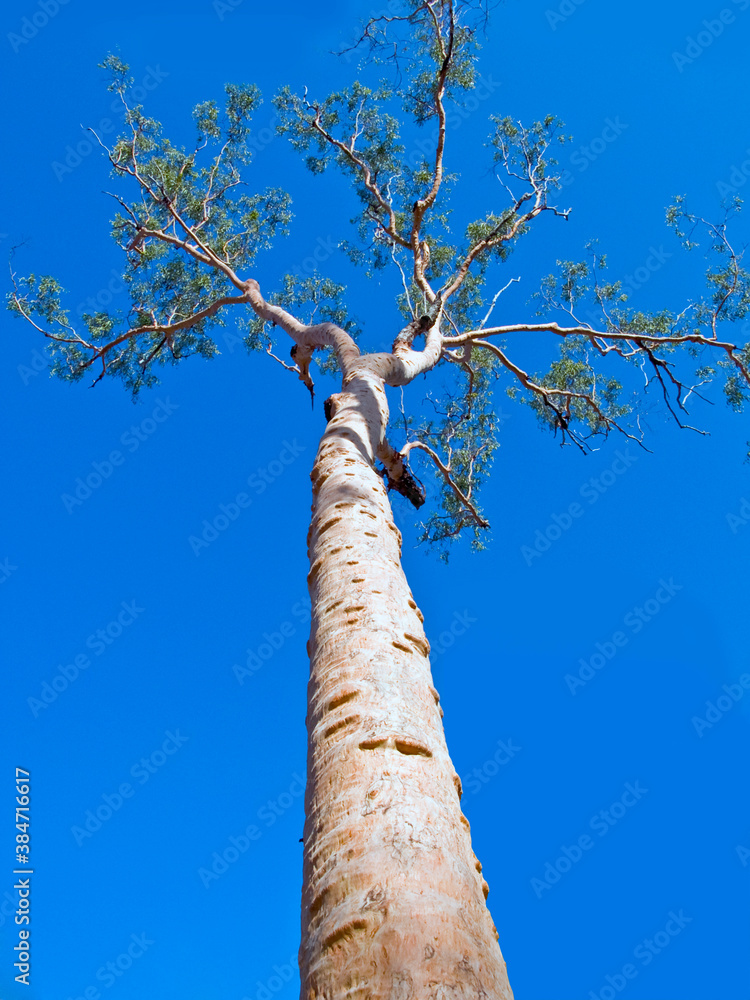 Fototapeta premium Lemon scented gum tree - Eucalyptus citriodora