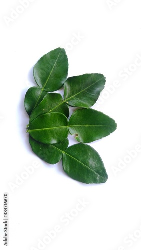 Kaffir lime leaves are commonly used to add flavor in cooking or as a natural medicine.