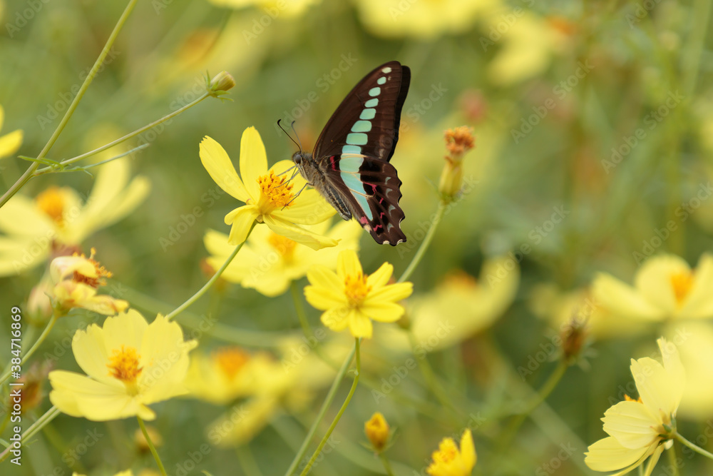 Fototapeta premium Cosmos - Since it resembles cherry blossoms, it is also called