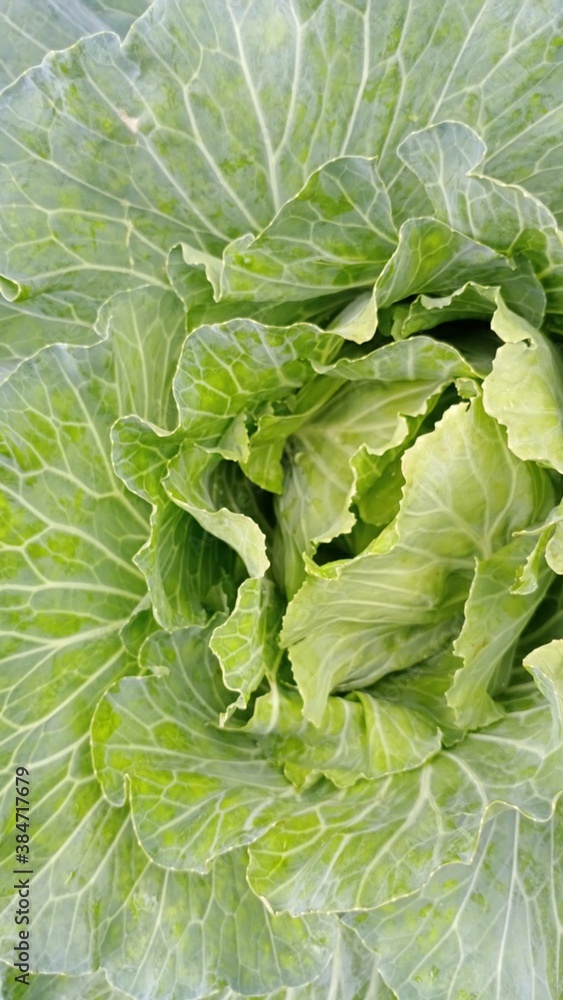 green cabbage in the garden green cabbage in the garden