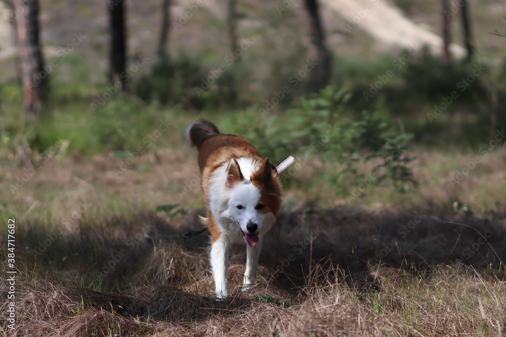 portrait of a dog