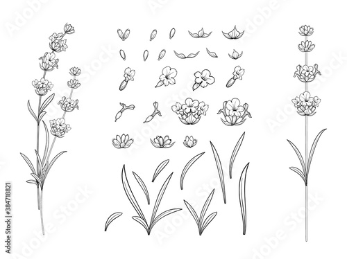 Set of lavender flowers outline elements.