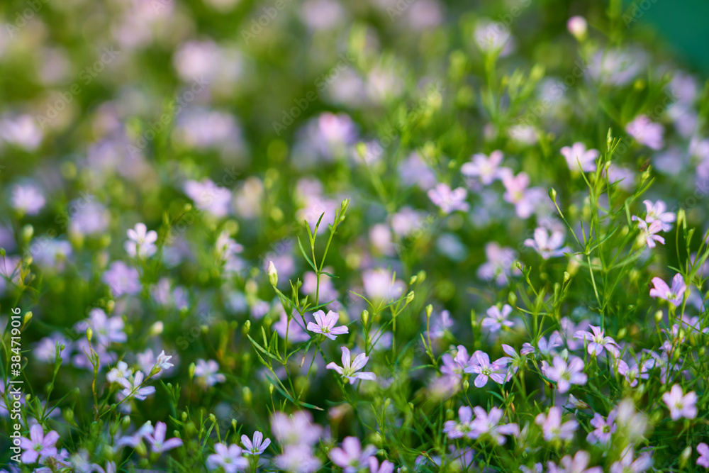 Small purple flowers on a blurred grass. Natural background. Selective focus. Small purple flowers on a blurred grass. Natural background. Selective focus.
