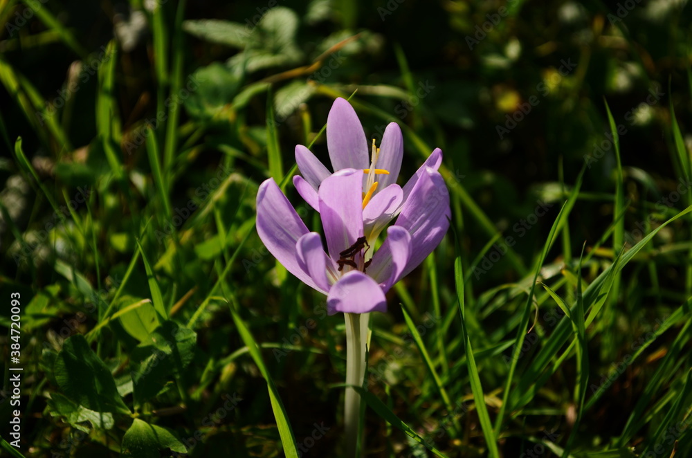 Pink flower buds of poisonous Colchicum species in a meadow Pink flower buds of poisonous Colchicum species in a meadow