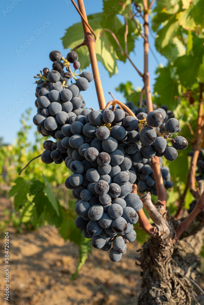 Obraz premium Rote Weintrauben am Rebstock in der Toskana