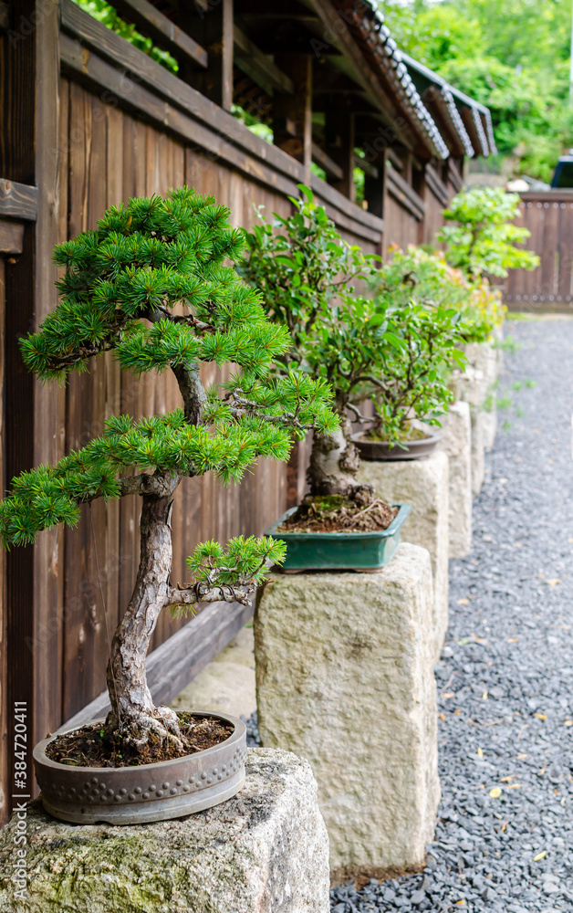 Row of different bonsai trees standing on the stones outside. Japanese garden in Poland. Row of different bonsai trees standing on the stones outside. Japanese garden in Poland.
