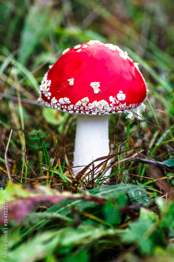 Red fly agaric against the background of the forest. Toxic and hallucinogen mushroom Fly Agaric in grass on autumn forest background.Amanita muscaria. Inspirational natural fall landscape Red fly agaric against the background of the forest. Toxic and hallucinogen mushroom Fly Agaric in grass on autumn forest background.Amanita muscaria. Inspirational natural fall landscape