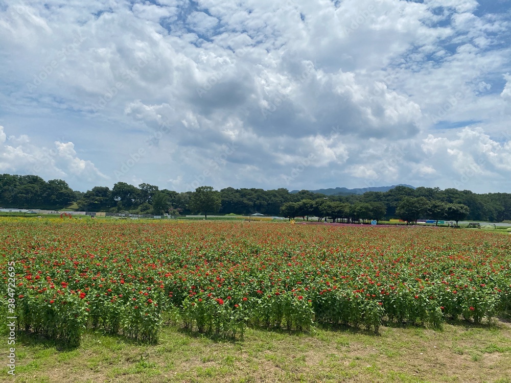 gyeongju, south korea, front view, green field, tree, flower, bluesky, cloud